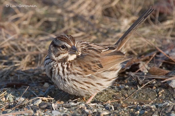 Photo - Song Sparrow