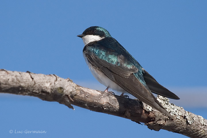 Photo - Hirondelle bicolore