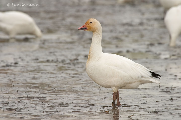 Photo - Snow Goose