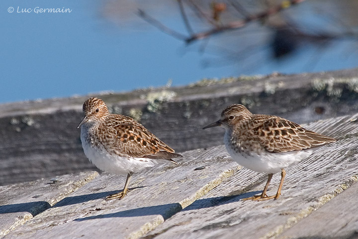 Photo - Least Sandpiper