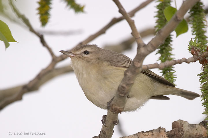 Photo - Warbling Vireo