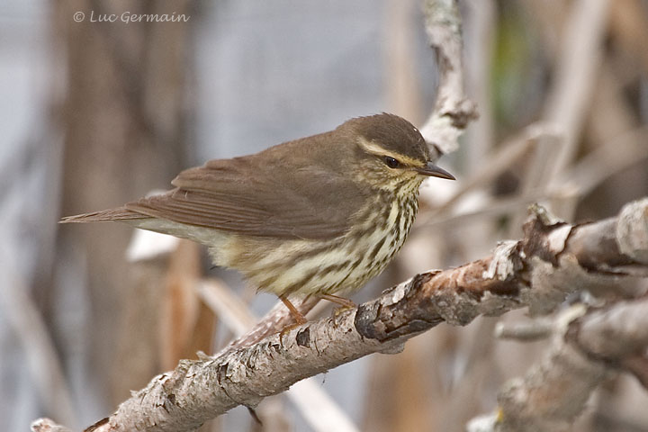 Photo - Northern Waterthrush