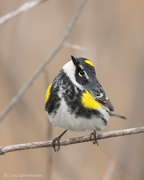 Photo - Yellow-rumped Warbler