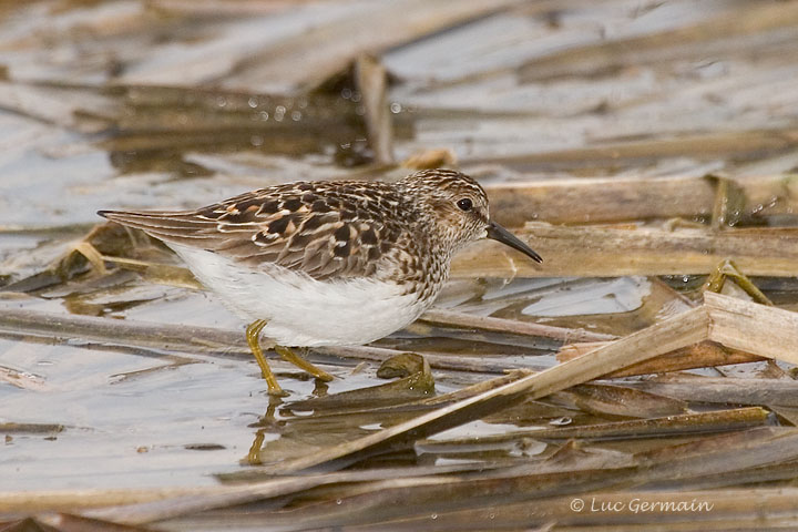 Photo - Least Sandpiper