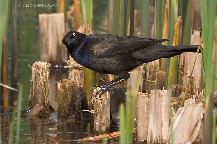 Photo - Common Grackle