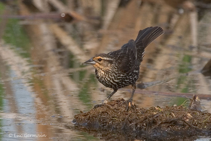 Photo - Red-winged Blackbird