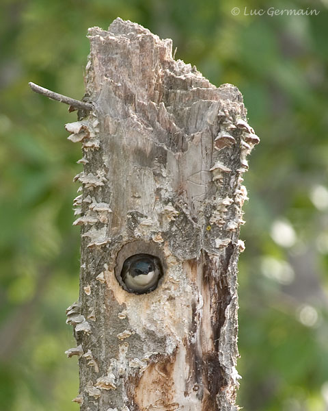 Photo - Tree Swallow