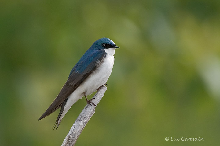 Photo - Hirondelle bicolore