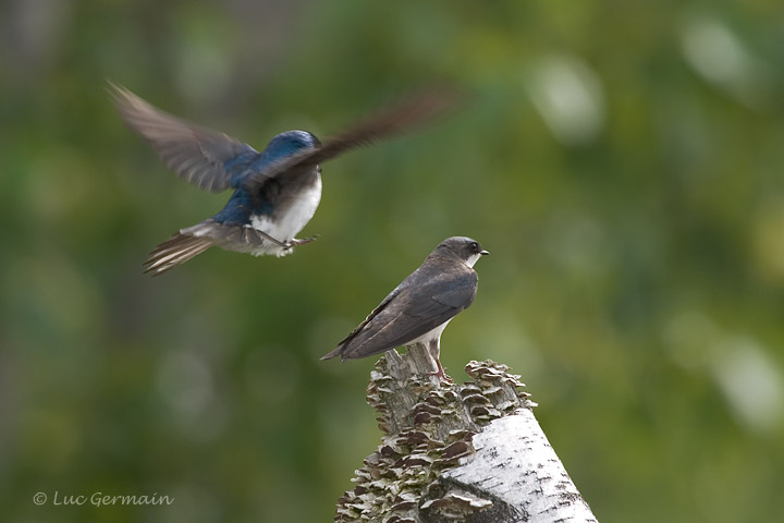 Photo - Hirondelle bicolore