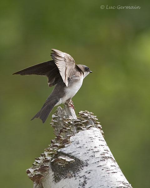 Photo - Hirondelle bicolore