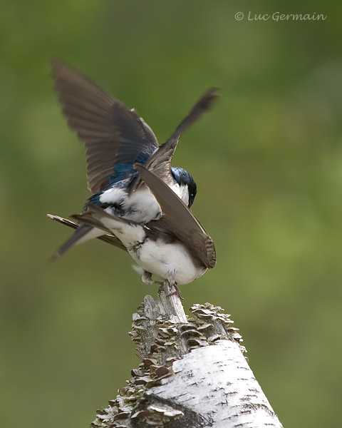 Photo - Hirondelle bicolore