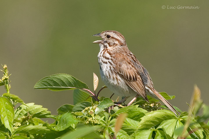 Photo - Song Sparrow