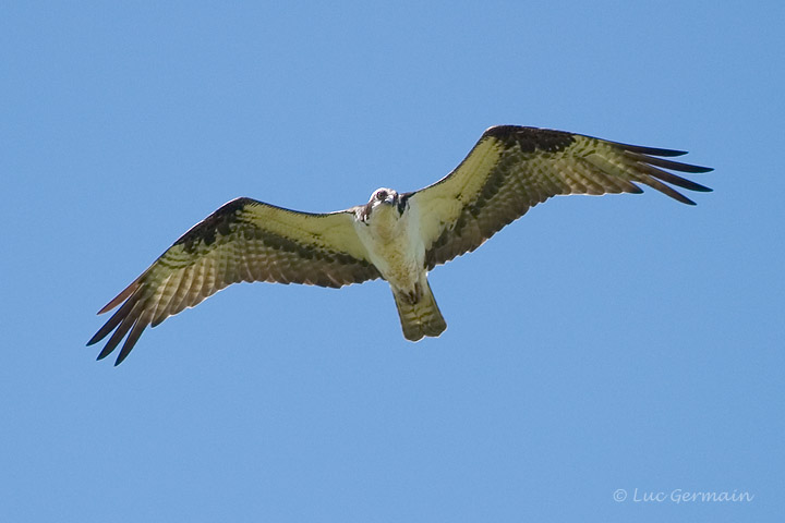 Photo - Osprey