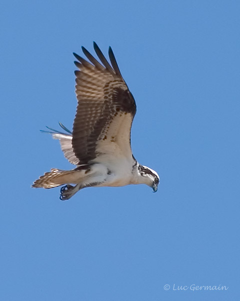 Photo - Balbuzard pêcheur