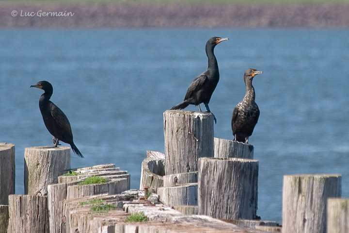 Photo - Cormoran à aigrettes