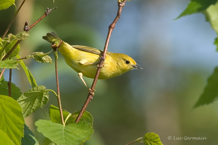 Photo - Paruline jaune