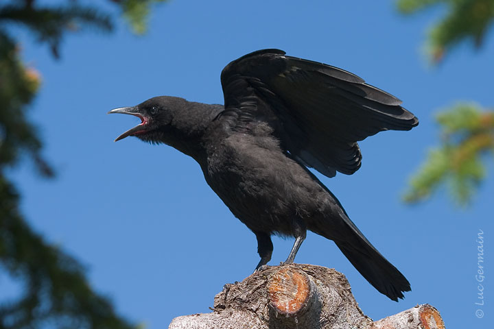 Photo - American Crow