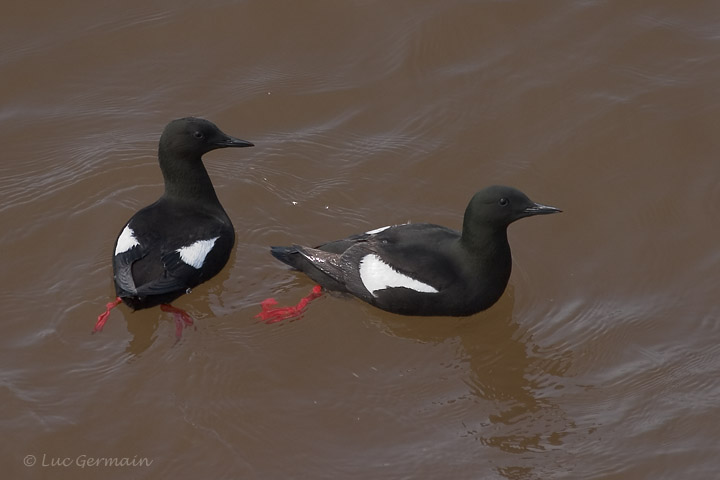 Photo - Black Guillemot