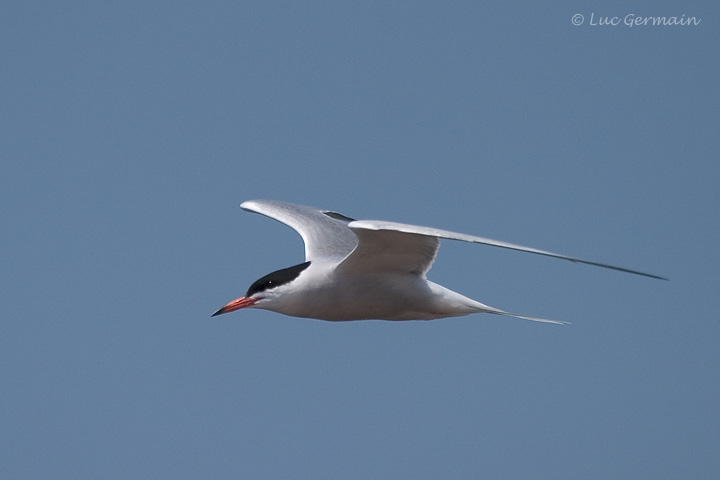 Photo - Common Tern