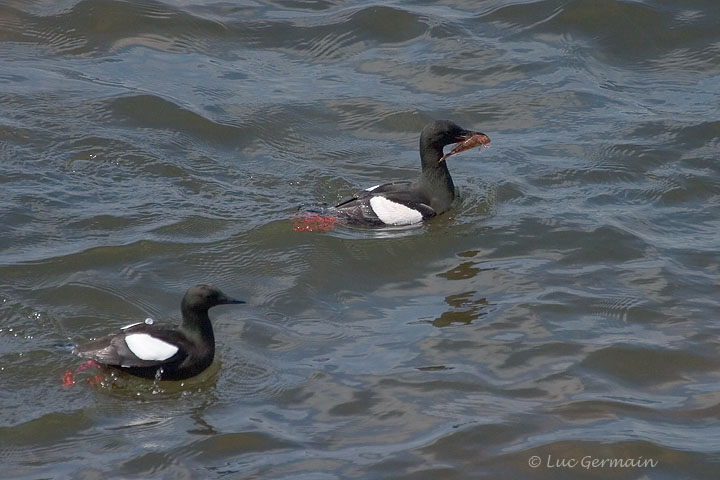 Photo - Black Guillemot