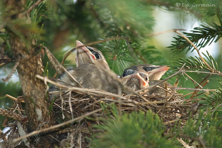 Photo - Cedar Waxwing