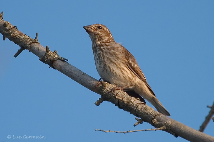 Photo - Purple Finch