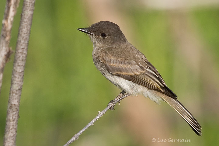 Photo - Eastern Phoebe