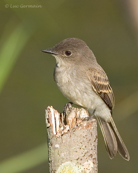 Photo - Eastern Phoebe