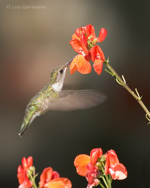 Photo - Colibri à gorge rubis