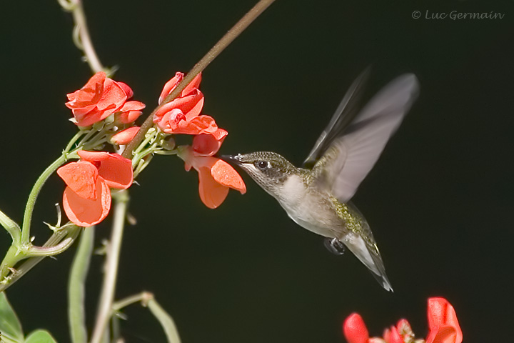 Photo - Colibri à gorge rubis