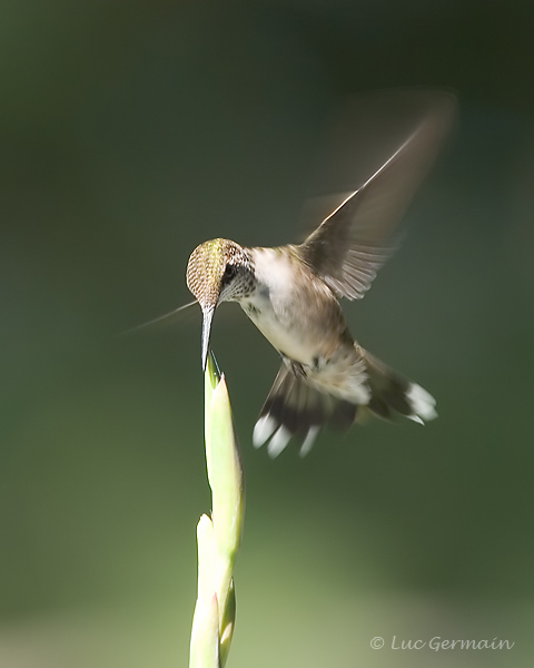 Photo - Colibri à gorge rubis