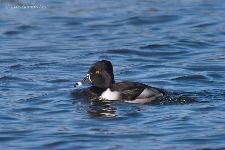 Photo - Ring-necked Duck