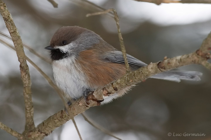 Photo - Mésange à tête brune