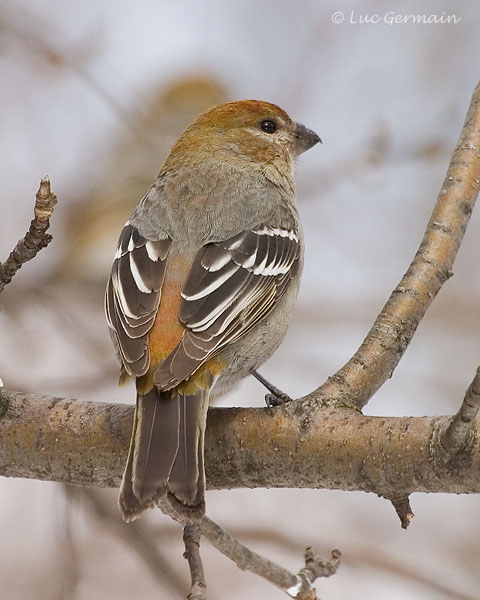 Photo - Pine Grosbeak