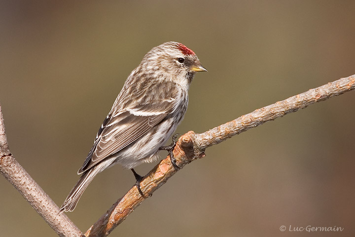 Photo - Common Redpoll