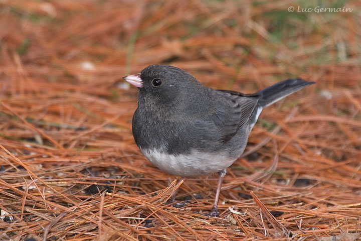 Photo - Junco ardoisé