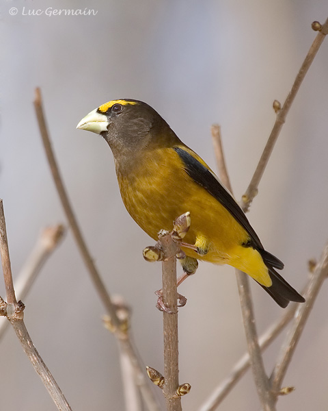 Photo - Evening Grosbeak