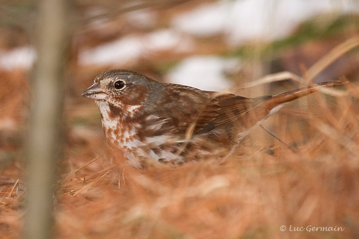 Photo - Bruant fauve