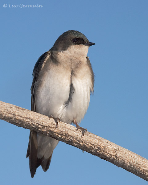 Photo - Tree Swallow