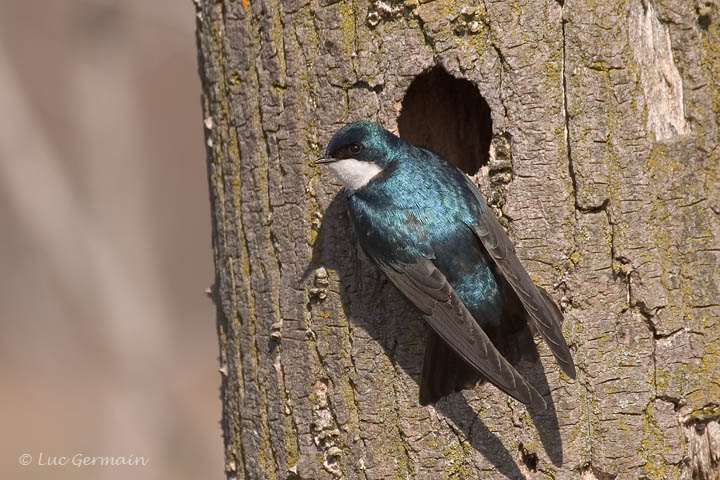 Photo - Hirondelle bicolore