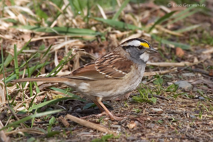 Photo - Bruant à gorge blanche