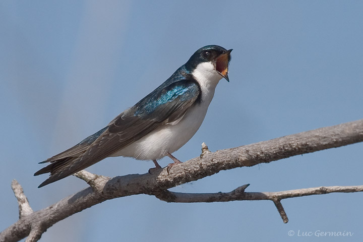 Photo - Hirondelle bicolore