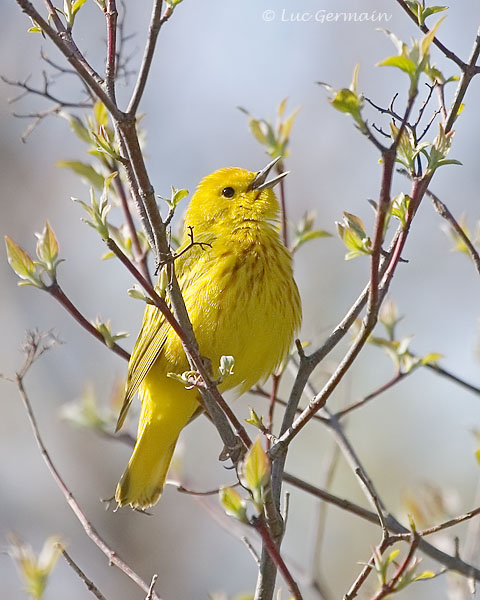 Photo - Paruline jaune