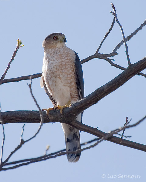 Photo - Cooper's Hawk