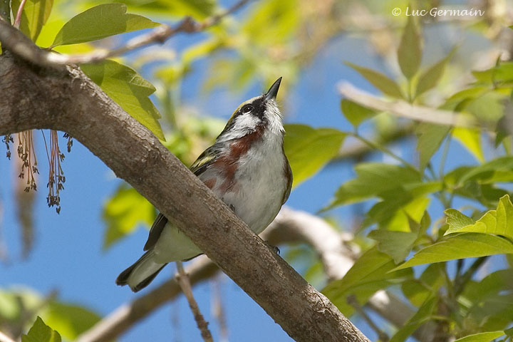 Photo - Chestnut-sided Warbler