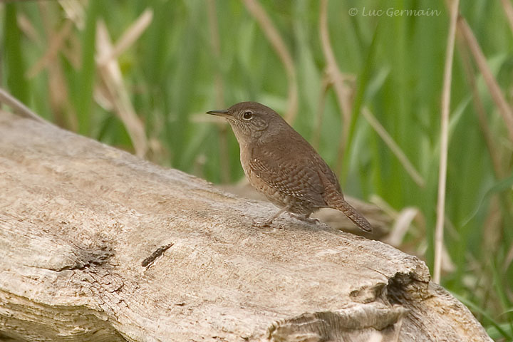 Photo - House Wren