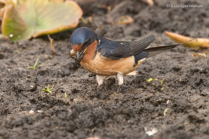 Photo - Hirondelle rustique