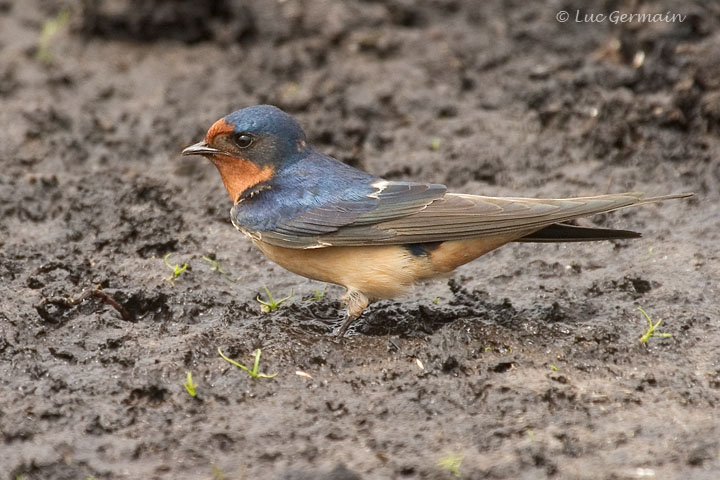 Photo - Hirondelle rustique