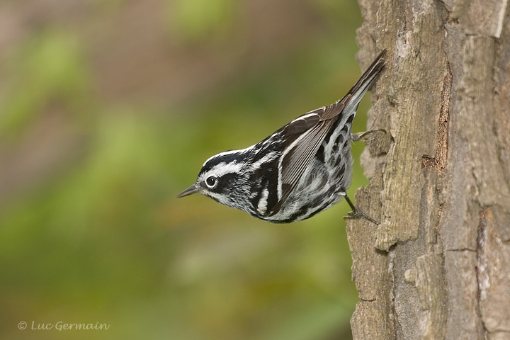 Photo - Black-and-white Warbler