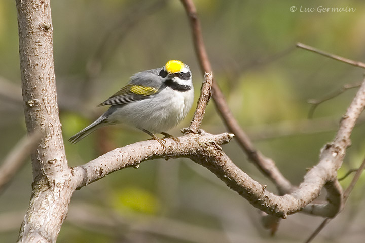 Photo - Golden-winged Warbler